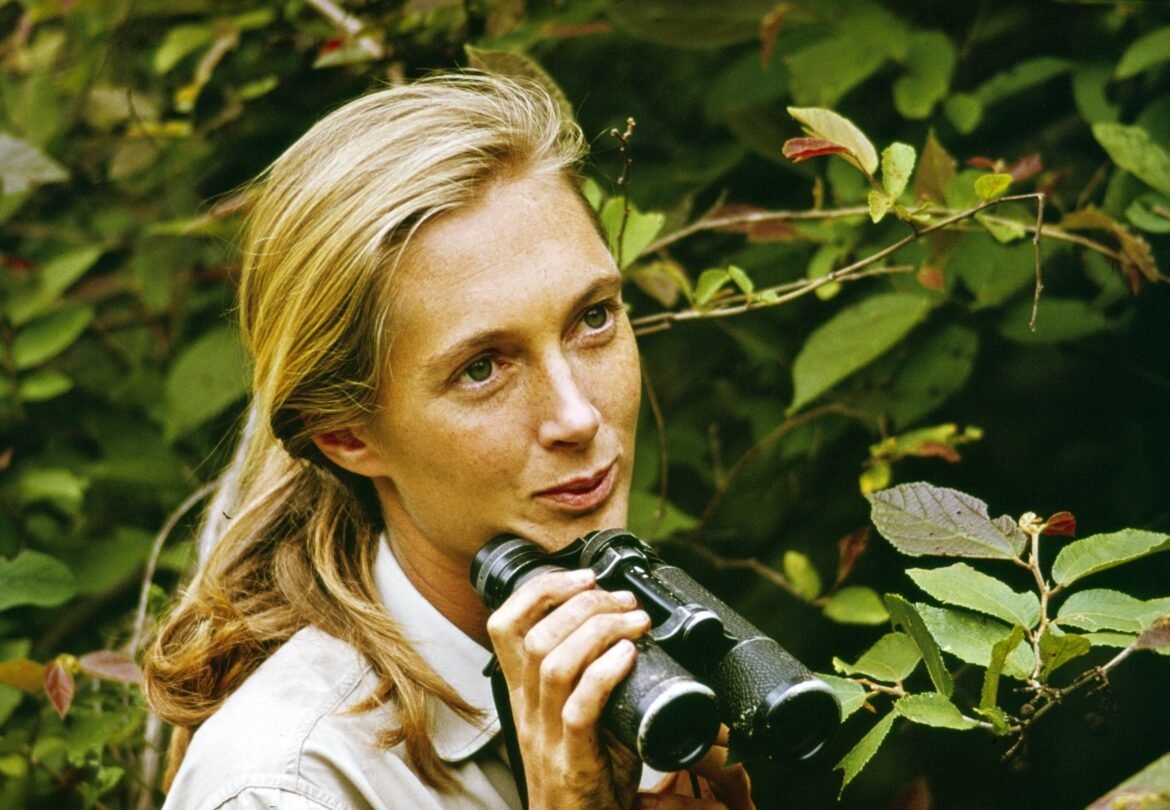 Jane Goodall, famous primatologist and conservationist, dies at 91

